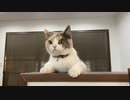 猫がポテチに嫉妬する。