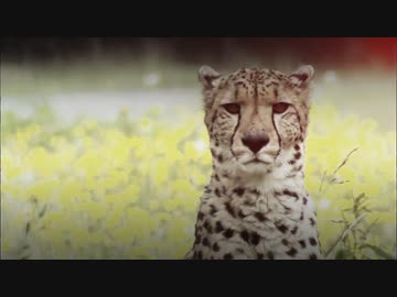 ヒステリックナイトサファリ