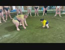 ホモと見る　強すぎる1歳4ヶ月の相撲