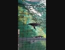プールを泳ぎ回るフンボルトペンギン達 [京都市動物園 体験] (2021/11/6)