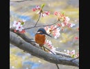 桜とカワセミ撮れました
