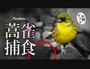 0403C①【スズメの捕食】巨大蚊が解体アオジに食べられる。冬鳥と桜の花びら、オカヨシガモは男の娘【桜と雨天の野鳥撮影】　#アオジ　#スズメ　#身近な生き物語
