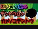 【ゆっくり解説】『日本三大テントウムシ』の一角！　カメノコテントウを解説