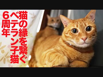家猫転職6周年のベテラン子猫、繋がれた猫と人の縁