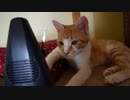 音の鳴らないメトロノームで催眠術に掛かる猫