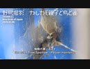 野鳥撮影0508R③【カルガモ親子とカラス鳴き声】クモの巣でスズメが捕食。引っ越しで雛鳥が半数以下になった親子。野鳥に餌付け…。ハシブトとハシボソの違い　#カルガモ親子　#スズメ　#身近な生き物語