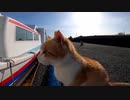 午後の船が待ちきれなかった猫達【野良猫】【感動猫】