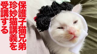 保護子猫兄弟、猫の珍妙授業が開講する