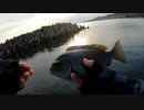 【海釣り】和歌山の堤防でのんびりウキ釣り！【グレ・メジナ】