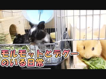 【モルモット、デグー】風助と昴と夜空、キャベツを食べる？【キャベツ】