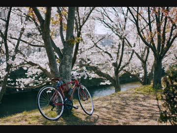 お花見サイクリング[ロードバイク]