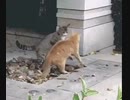 渋川剛気(猫)