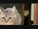 タタルさん　うしろ！うしろ！