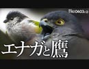 野鳥の鳴き声0403C②【猛禽類タカ科ツミ】エナガの捕食?カワセミと桜、ヒヨドリがつまずくハプニング。コサギ婚姻色、オオバン【野鳥撮影と観察】　#ツミ　#猛禽類　#身近な生き物語