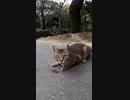猫「何か匂う、カメラ怖い！何か匂う、カメラ怖い！」#Shorts【野良猫】【感動猫】