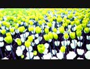 flower-city @Nagayama Chiyuri