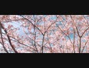 【初音ミクcover】春泥棒 / ヨルシカ