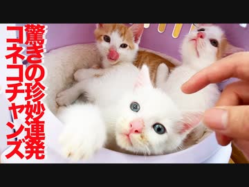 保護子猫兄弟、驚異の珍妙ポテンシャルを見せつける