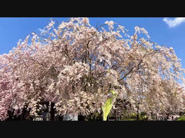 滋賀県散策：とある住宅地のなかにあった公園が素敵な花広場だったという動画