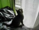 汚い裏庭で子猫が産まれてた１７