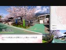 桜が満開のつくばりんりんロードを筑波鉄道の廃線跡を巡りながらサイクリング