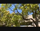 【野鳥シリーズ】ウグイスの鳴き声