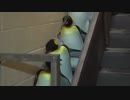 ホモと見る　最後に出てくる赤ちゃんペンギンのラスボス感半端ない