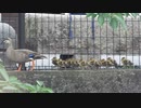 断崖絶壁を走るカルガモ親子