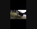 野良猫に餌を与えても良い公園#Shorts【野良猫】【感動猫】