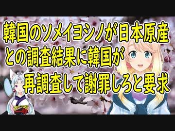 【韓国の反応】韓国のソメイヨシノが日本の物だとの調査結果に韓国さんが再調査して謝罪しろと要求【世界の〇〇にゅーす】