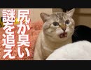 猫が夢中！Siri（尻）の匂いの謎を追え！