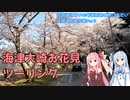 【VOICEROID車載】海津大崎お花見ツーリング 琵琶湖住まいの琴葉姉妹は旅に出たい～琵琶湖お散歩編Part03～　