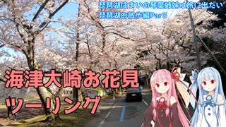 【VOICEROID車載】海津大崎お花見ツーリング 琵琶湖住まいの琴葉姉妹は旅に出たい～琵琶湖お散歩編Part03～　