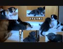 雷が鳴っている中、よちよちに拍車がかかってきた子猫たち
