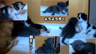 雷が鳴っている中、よちよちに拍車がかかってきた子猫たち