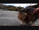 人間と野良猫が共存している公園【野良猫】【感動猫】