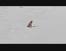 初コシアカツバメ