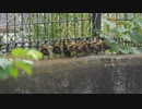 生まれて初めて外の世界に出る瞬間、一瞬だけ戸惑う雛鳥たち