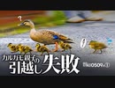 0509R①【カルガモ親子の引越し失敗】足が滑って落ちかけるスズメ。カワセミ。野鳥に餌やりしないで　#カルガモ親子　#身近な生き物語　#スズメ