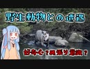 野生のカモシカが飛び出してきた！