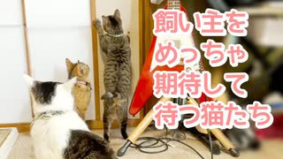 いつもおやつくれる飼い主をめっちゃ期待して待つ猫