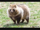 風来のシレン　フェイの最終問題RTA 50:33