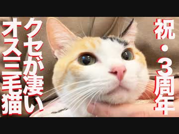 クセがすごい美少年オス三毛猫、病を抱えつつ3周年を迎える