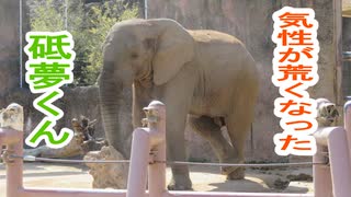 気性が荒くなったアフリカゾウ(多摩動物公園)