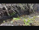 水質汚染
