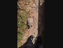 ホモと見る人類を駆逐するまで止まらないカメ