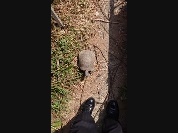 ホモと見る人類を駆逐するまで止まらないカメ