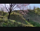 【2022春】春日山城　花吹雪