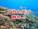 珊瑚礁の海！沖縄チービシ諸島・ナガンヌ南