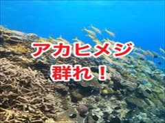 珊瑚礁の海！沖縄チービシ諸島・ナガンヌ南